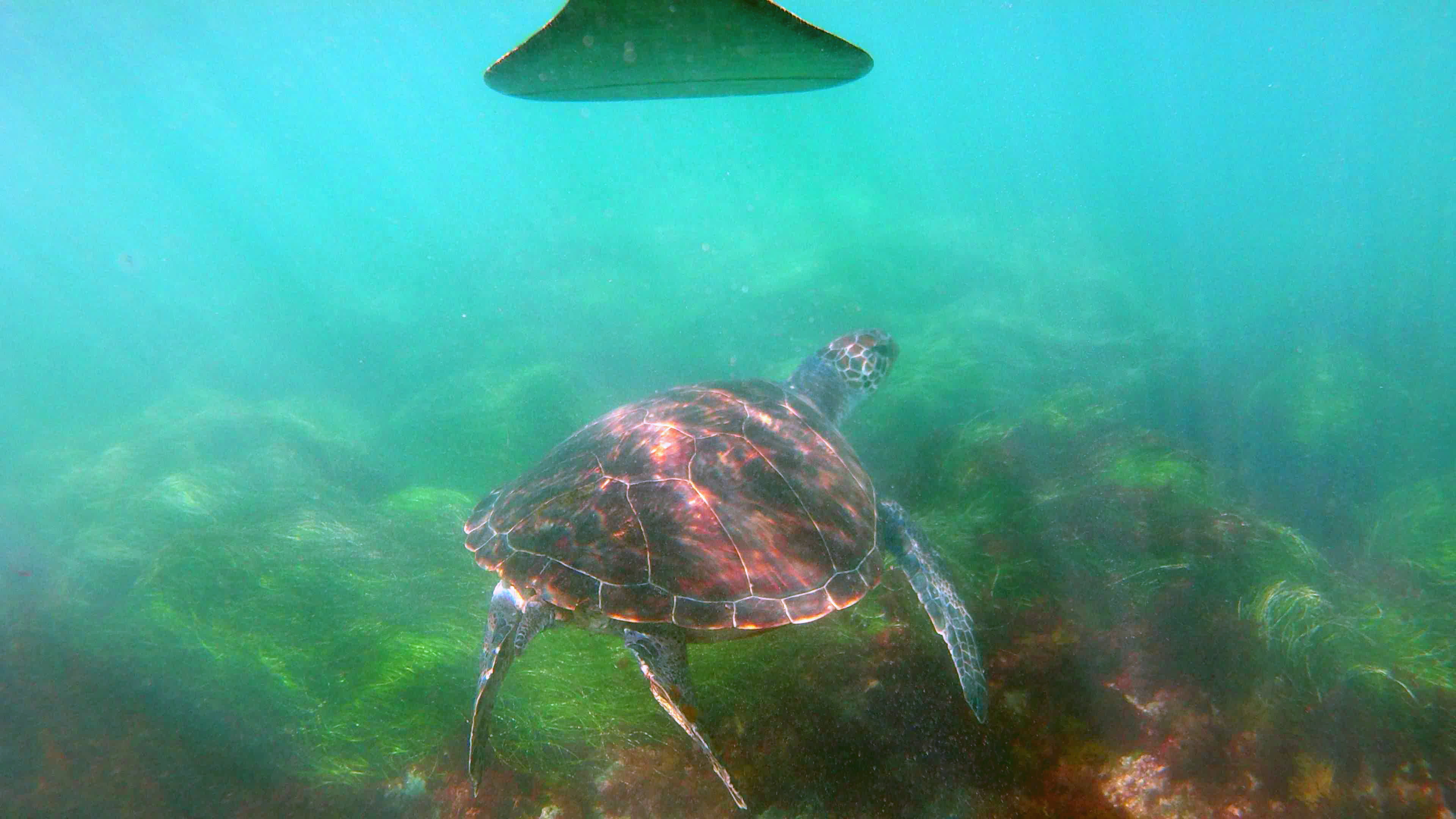 Turtle at La Jolla Cove
